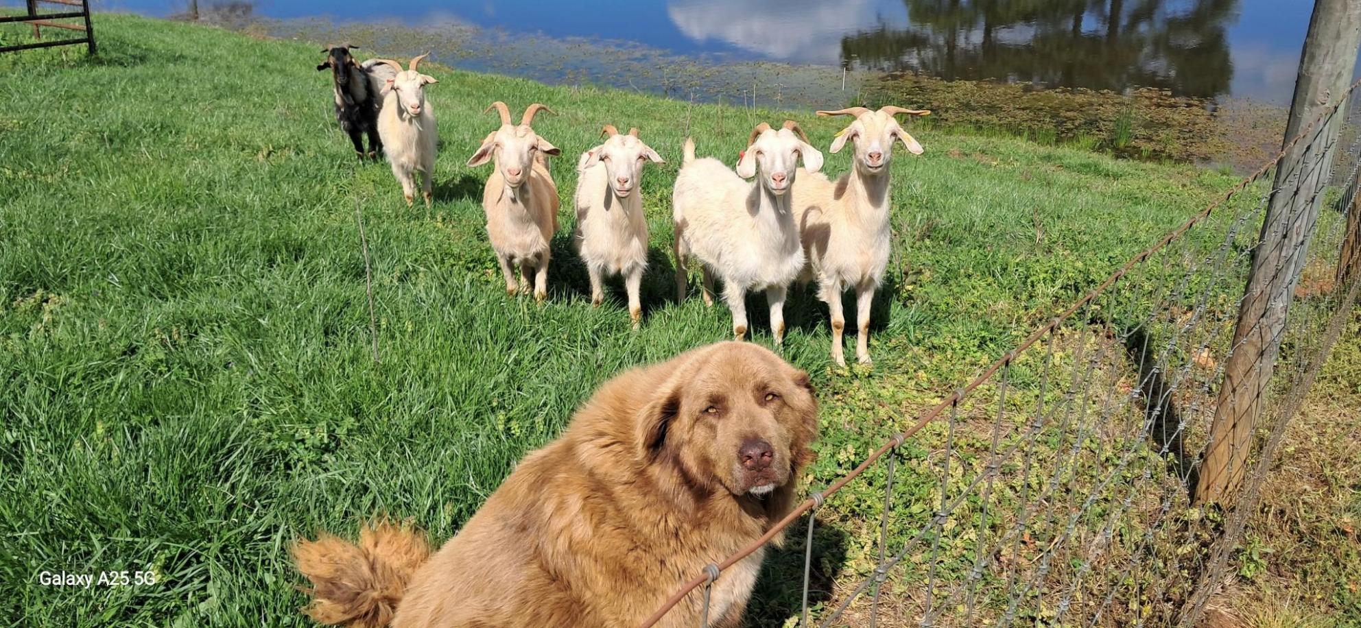 Kiko Nation Customer NC Kikos