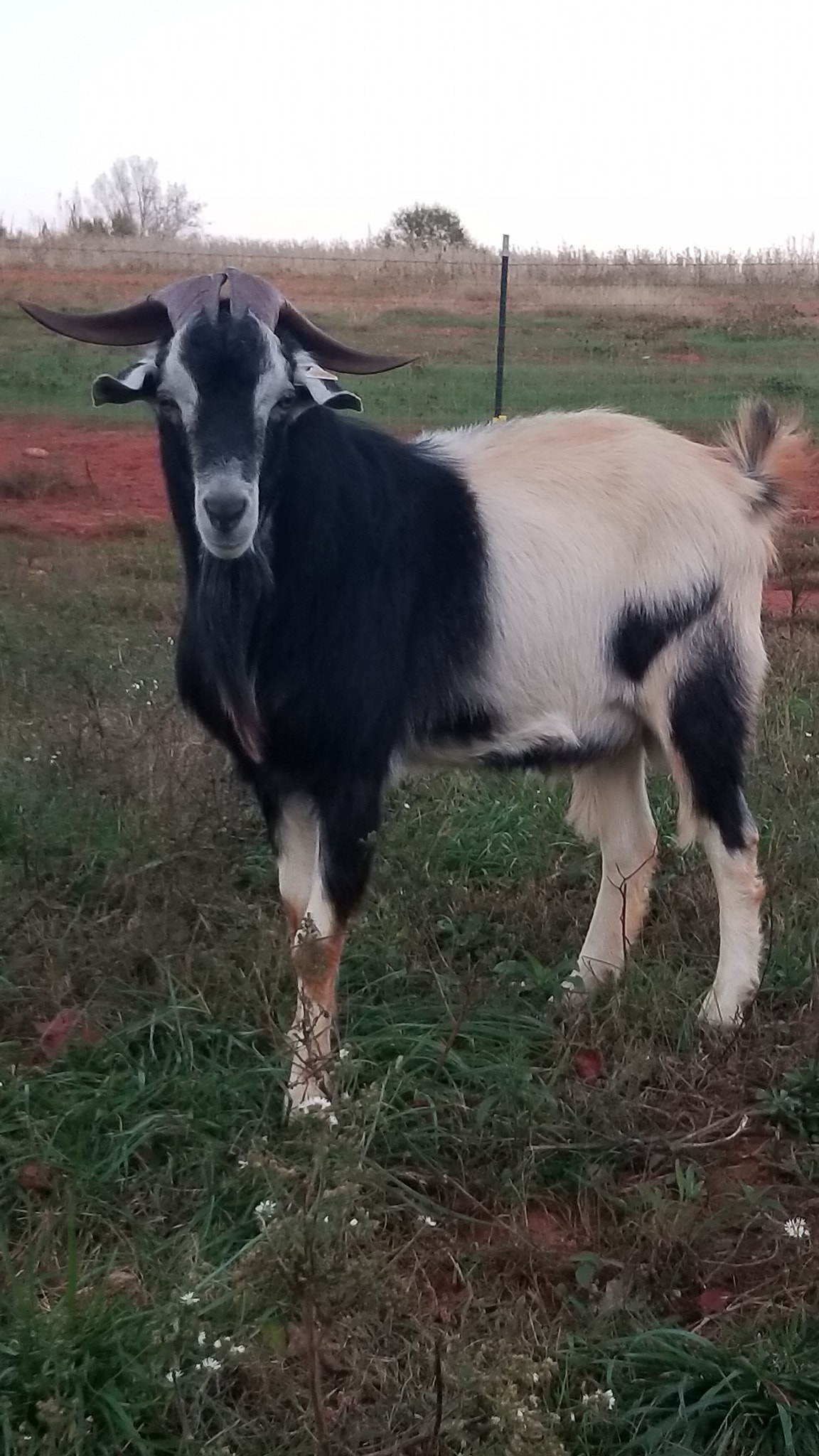 New Zealand Kiko Buck