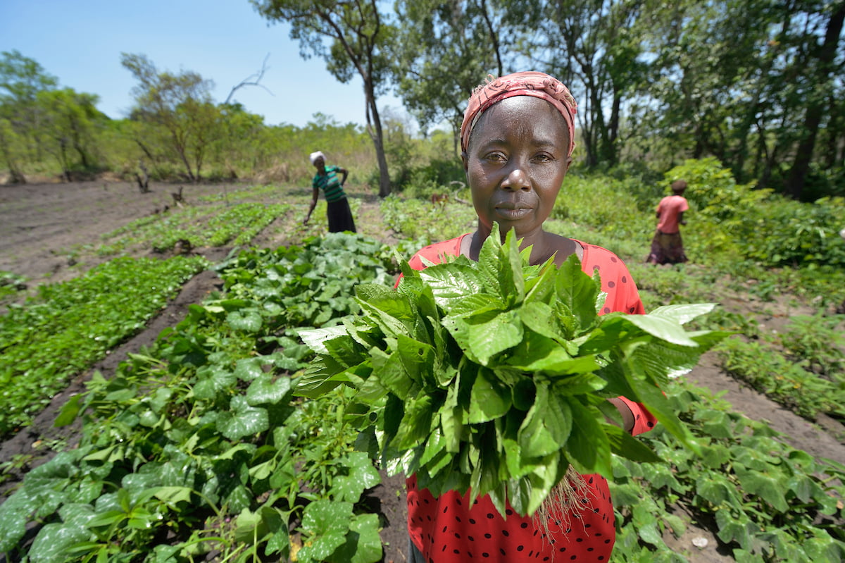Sustainable Agriculture Project